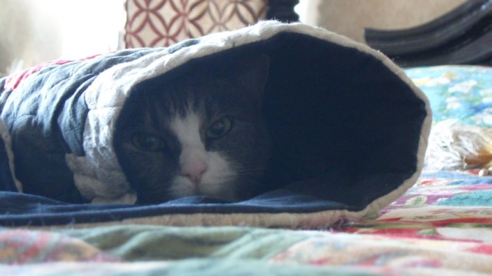 Katt gömd i filt